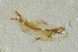 Cretaceous Fossil Brittle Star (Geocoma) and Two Fish - Lebanon #162728-1